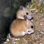 For the first time, mice are born to two male parents
